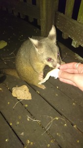 Wild Possum feeding