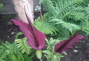 Dragon Lily Dracunculus vulgaris June 2016