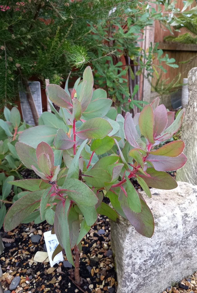 Protea eximia growing next to Protea grandiceps and Grevilliea 