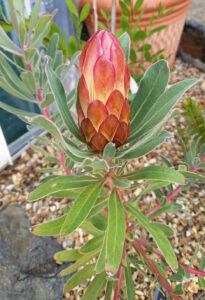 Protea susunnae